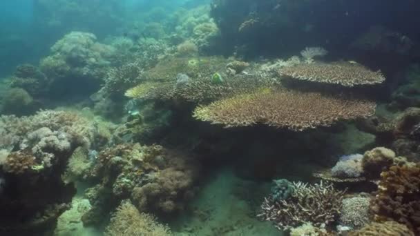 Recifes de coral e peixes tropicais. Filipinas, Mindoro . — Vídeo de Stock