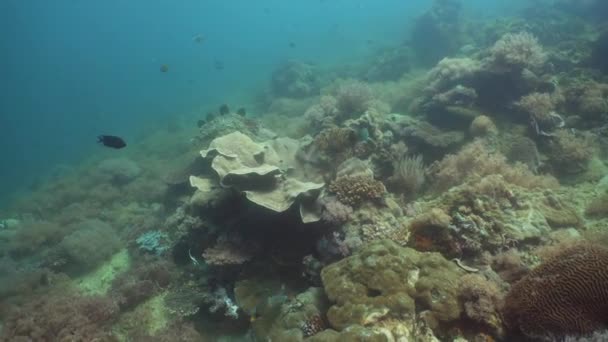 Arrecife de coral y peces tropicales. Filipinas, Mindoro . — Vídeos de Stock