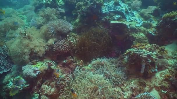 Clownfish Anemonefish v actinia. — Stock video