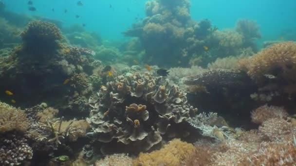 Koraalrif en tropische vissen. Luzon, Mindoro. — Stockvideo