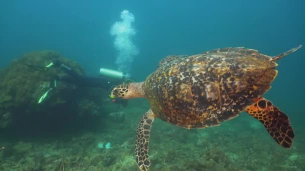 Морская черепаха под водой . — стоковое видео