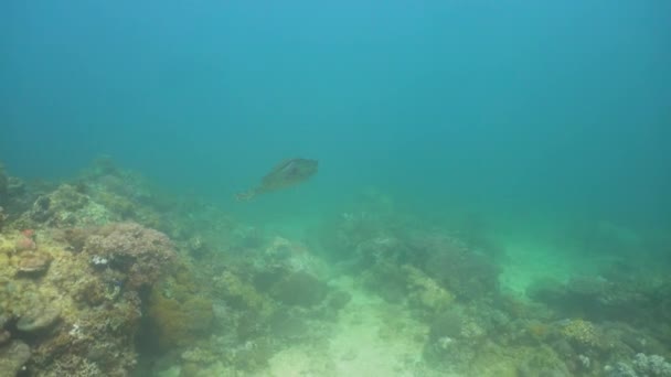 Морська черепаха під водою . — стокове відео