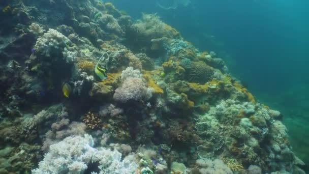 Arrecife de coral y peces tropicales. Filipinas, Mindoro . — Vídeo de stock