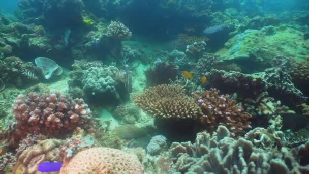 ダイビングでサンゴ礁に熱帯魚 サンゴと熱帯魚の素晴れらしい 美しいの水中の世界 ハードとソフトのサンゴ フィリピン ミンドロ島 — ストック動画