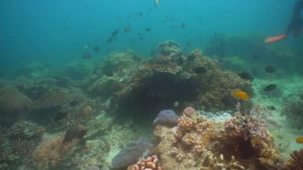 Korallenriffe und tropische Fische. philippinen, mindoro. — Stockvideo