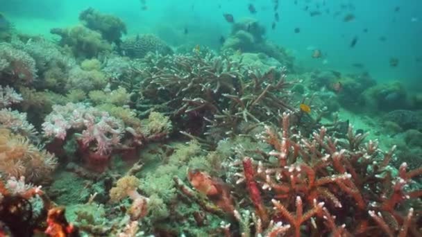 Coral reef and tropical fish. Philippines, Mindoro. — Stock Video