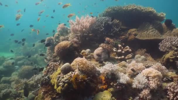แนวปะการังและปลาเขตร้อน ฟิลิปปินส์, Mindoro . — วีดีโอสต็อก