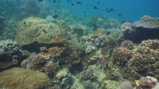 Recifes de coral e peixes tropicais. Filipinas, Mindoro . — Vídeo de Stock