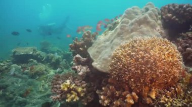 Mercan ve tropikal balık. Filipinler, Mindoro.