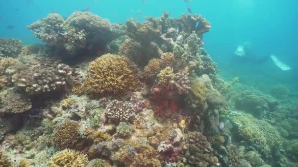 サンゴ礁と熱帯魚。フィリピン、ミンドロ島. — ストック動画