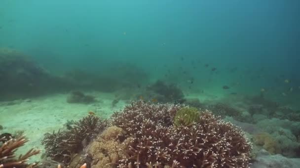 Récif corallien et poissons tropicaux. Philippines, Mindoro . — Video