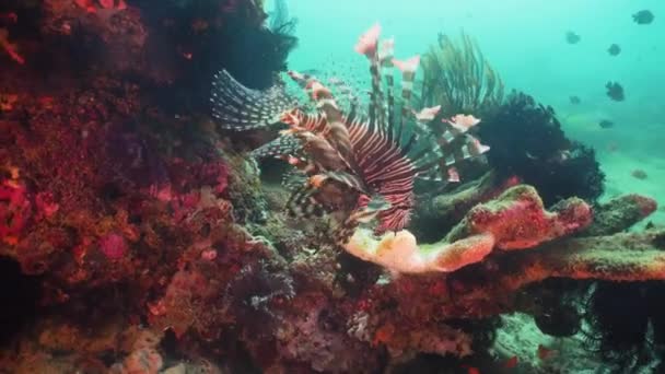 Korallenriffe und tropische Fische. philippinen, mindoro — Stockvideo