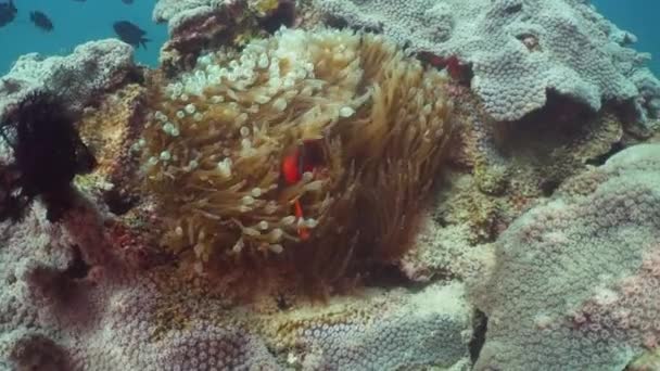 Arrecife de coral y peces tropicales. Filipinas, Mindoro . — Vídeos de Stock