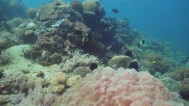 Mercan ve tropikal balık. Filipinler, Mindoro.