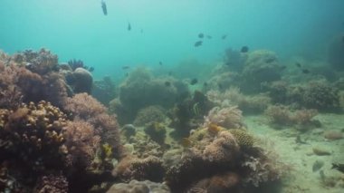 Mercan ve tropikal balık. Filipinler, Mindoro.