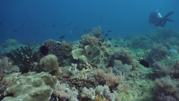 Тропические Рыбы Коралловом Рифе Дайвинге Прекрасный Красивый Подводный Мир Кораллами — стоковое видео