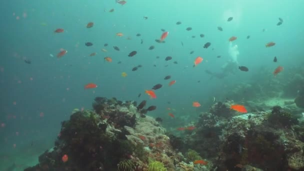 Recifes de coral e peixes tropicais. Filipinas, Mindoro . — Vídeo de Stock