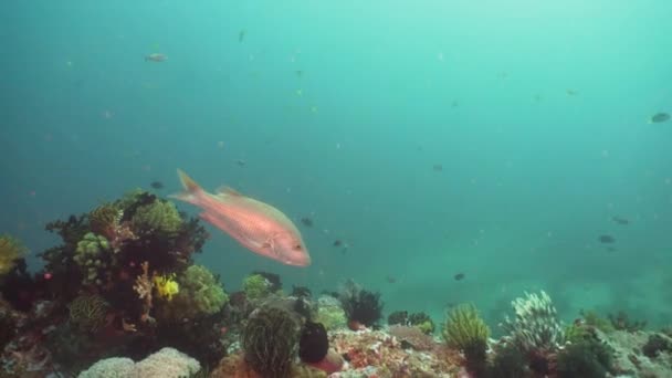 Recifes de coral e peixes tropicais. Filipinas, Mindoro . — Vídeo de Stock