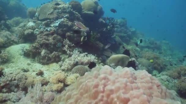 Recifes de coral e peixes tropicais. Filipinas, Mindoro . — Vídeo de Stock