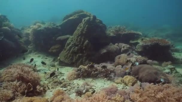 Hal Búvárkodás Korallzátony Csodálatos Szép Víz Alatti Világ Trópusi Halak — Stock videók
