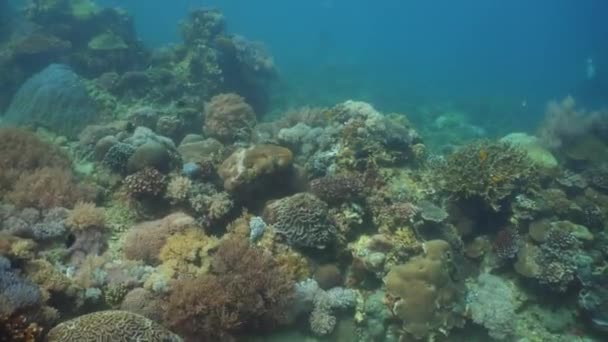 Koralrev og tropiske fisk. Filippinerne, Mindoro . – Stock-video