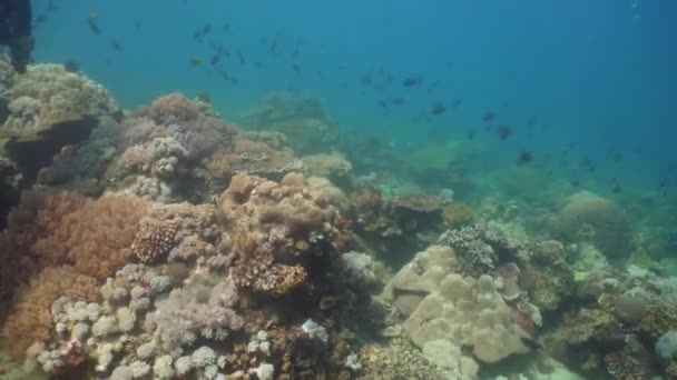 Arrecife de coral y peces tropicales. Filipinas, Mindoro . — Vídeos de Stock