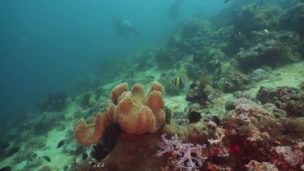 Arrecife de coral y peces tropicales. Filipinas, Mindoro . — Vídeo de stock