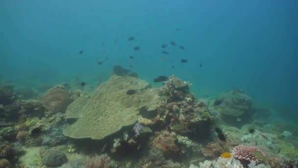 Recifes de coral e peixes tropicais. Filipinas, Mindoro . — Vídeo de Stock