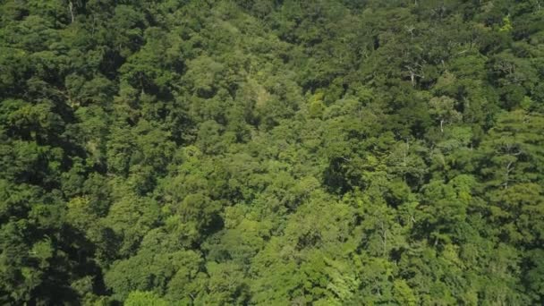 Uitzicht op berglandschap met regenwoud. — Stockvideo