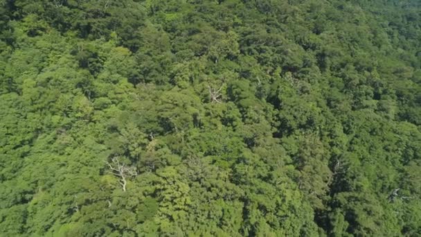 Pohled na horskou krajinu s deštným pralesem. — Stock video