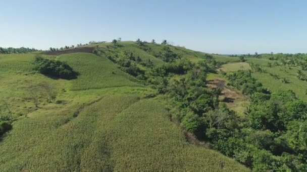 Кукурудзяні плантації в філіппінах — стокове відео