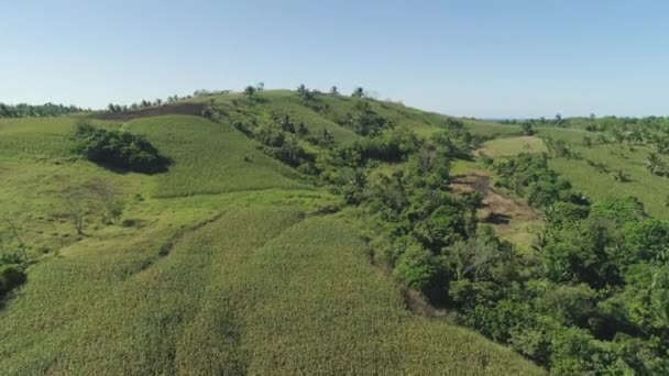 Plantaciones de maíz en Filipinas — Vídeos de Stock