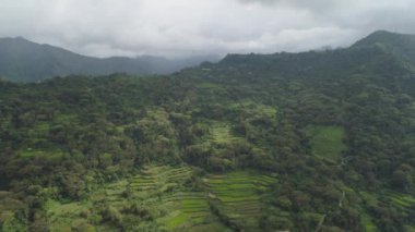 Dağlarda pirinç terasları.
