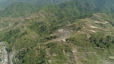Dağlarda pirinç terasları.