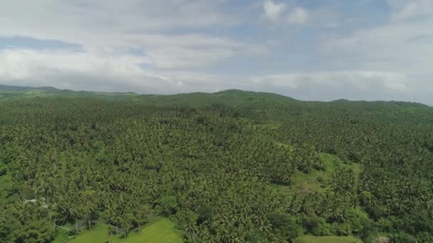 Paisagem tropical com palmeiras. Filipinas, Luzon — Vídeo de Stock
