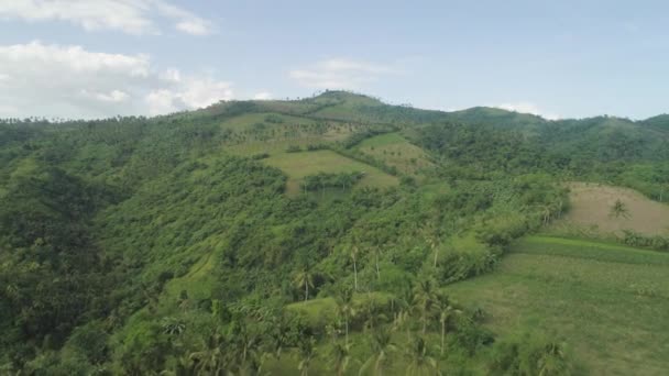 Пальмы и сельскохозяйственные угодья в горной провинции — стоковое видео