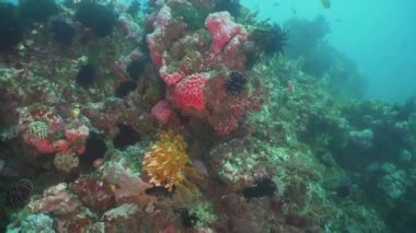 Mercan ve tropikal balık. Filipinler, Mindoro.