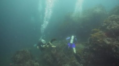 Tüplü dalgıçlar suyun altında. Filipinler, Mindoro.