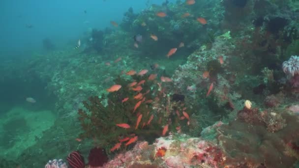 Koralliriutta ja trooppisia kaloja. Filippiinit, Mindoro . — kuvapankkivideo