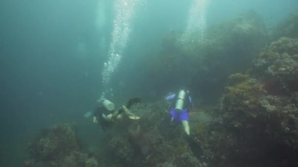 Scuba Divers underwater. Philippines, Mindoro. — Stock Video