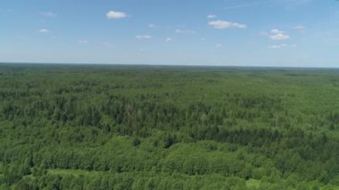 Yeşil orman üzerinde uçuş.