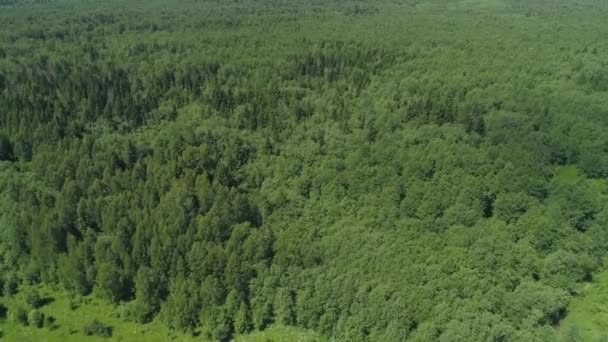 Flug über den grünen Wald. — Stockvideo