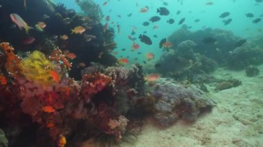 Mercan ve tropikal balık. Filipinler, Mindoro.