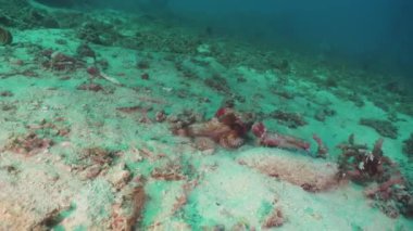 Scorpionfish mercan resif üzerinde. Filipinler, Mindoro