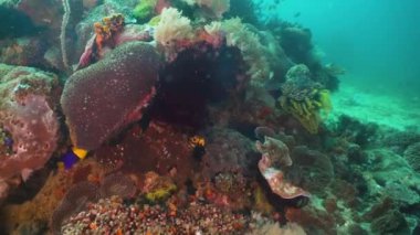 Mercan ve tropikal balık. Filipinler, Mindoro.