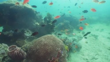 Mercan ve tropikal balık. Filipinler, Mindoro.