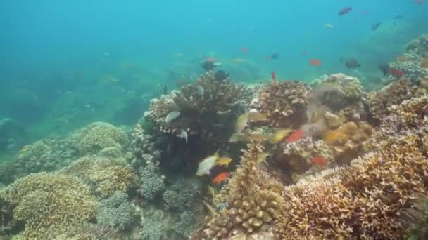 Coral reef and tropical fish. Philippines, Mindoro. — Stock Video