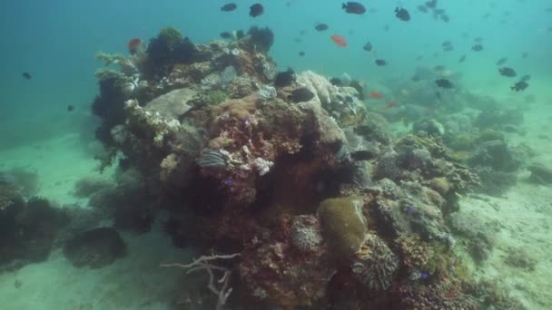 Arrecife de coral y peces tropicales. Filipinas, Mindoro . — Vídeo de stock