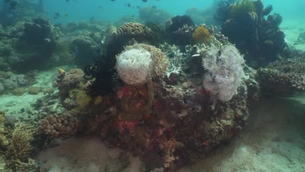 Arrecife de coral y peces tropicales. Filipinas, Mindoro . — Vídeos de Stock