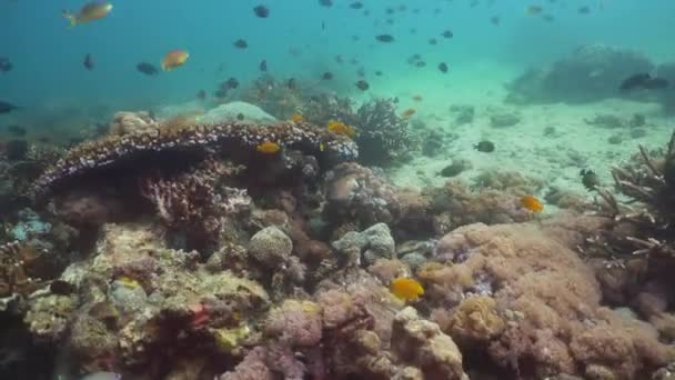 Arrecife de coral y peces tropicales. Filipinas, Mindoro . — Vídeos de Stock